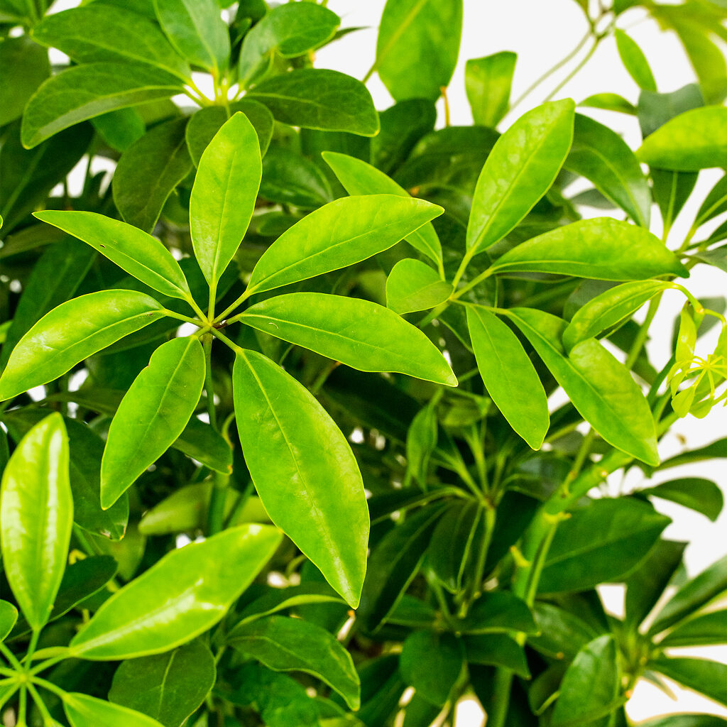Umbrella Tree For Sale Online The Tree Center