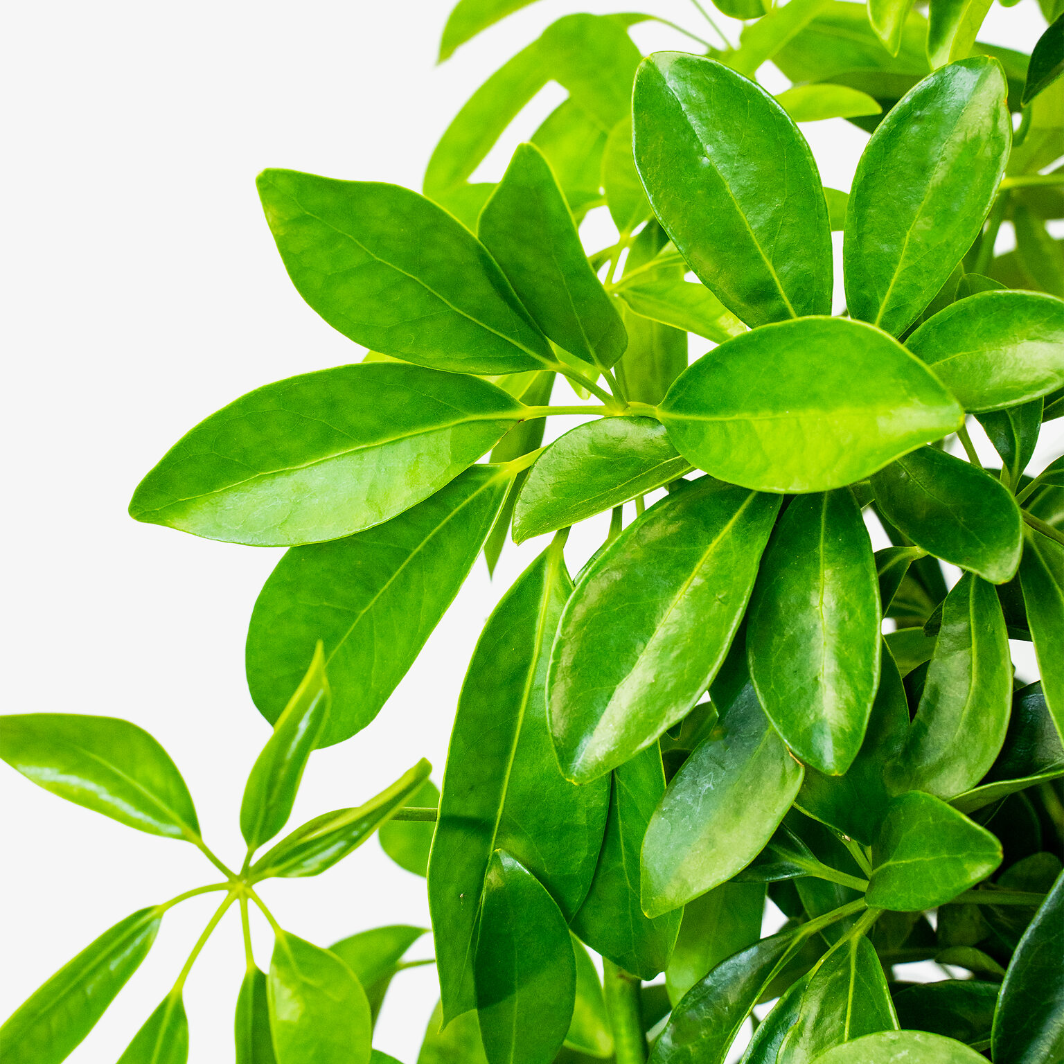 Umbrella Tree For Sale Online The Tree Center