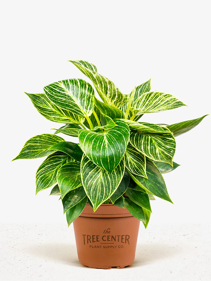Buy Indoor Plants Buy Houseplants with Free Shipping The Tree Center