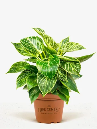 Variegated Philodendron Birkin