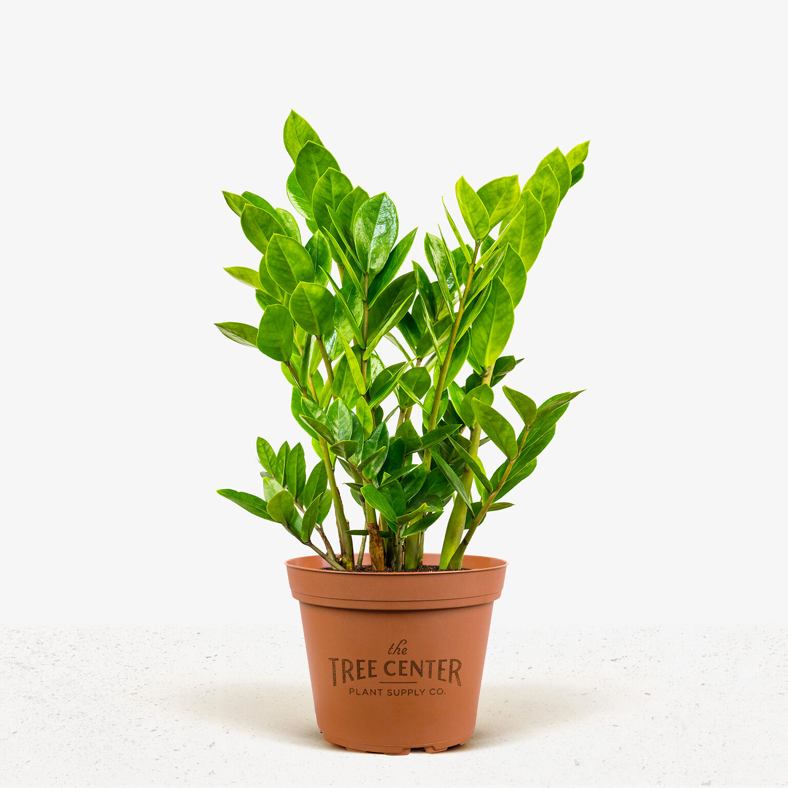 ZZ Plant For Sale Online The Tree Center