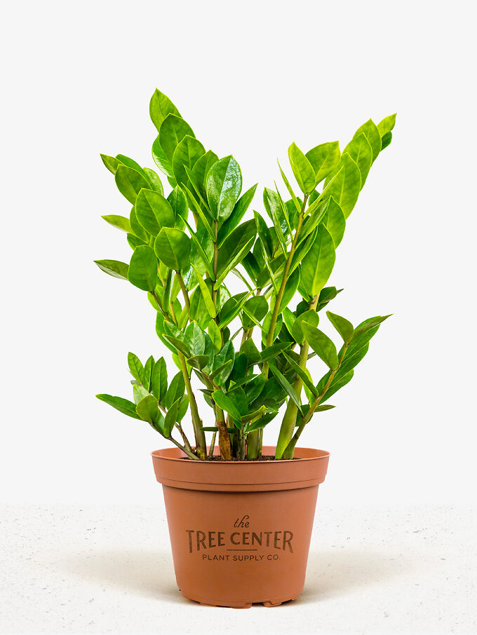 Buy Indoor Plants Buy Houseplants with Free Shipping The Tree Center