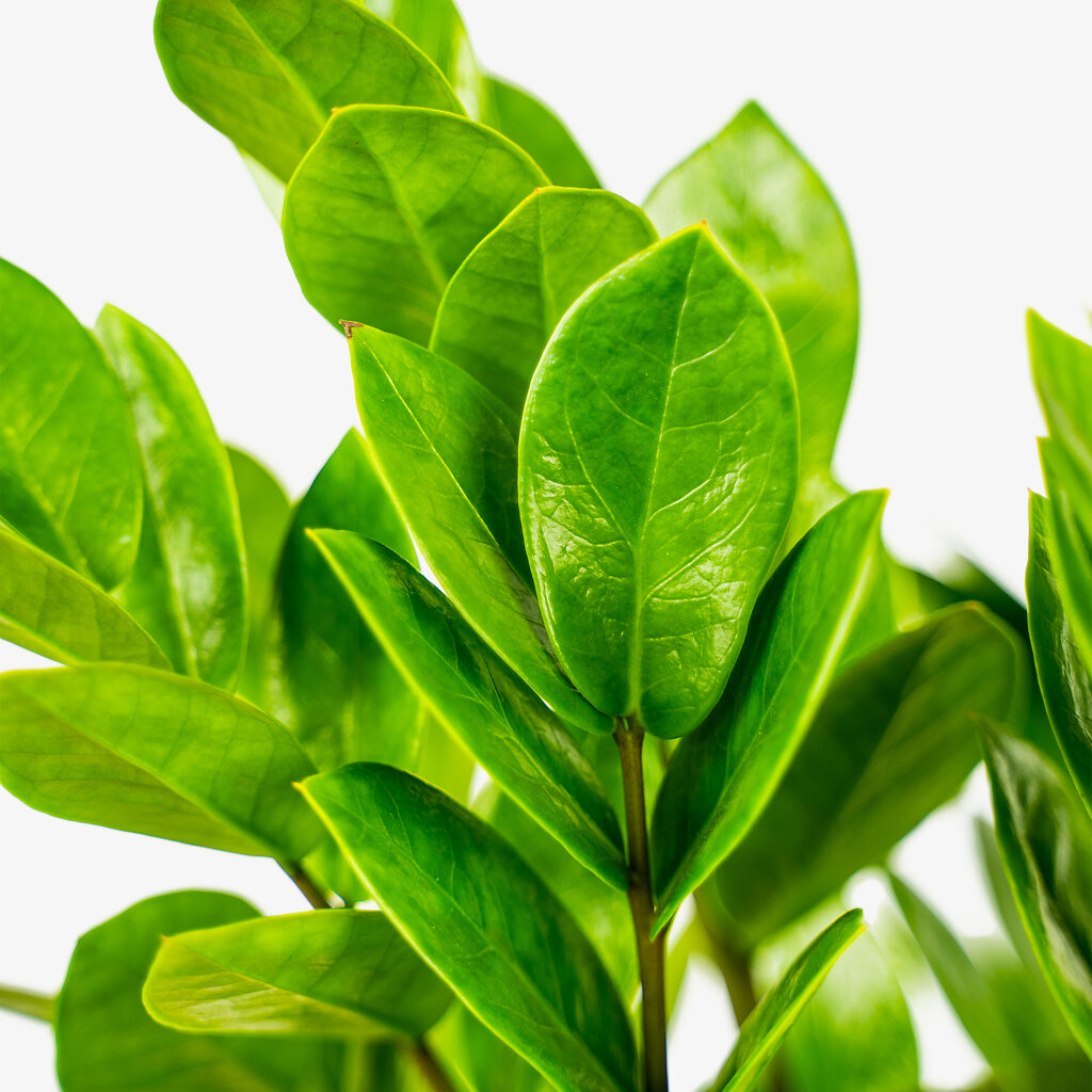 ZZ Plant For Sale Online The Tree Center