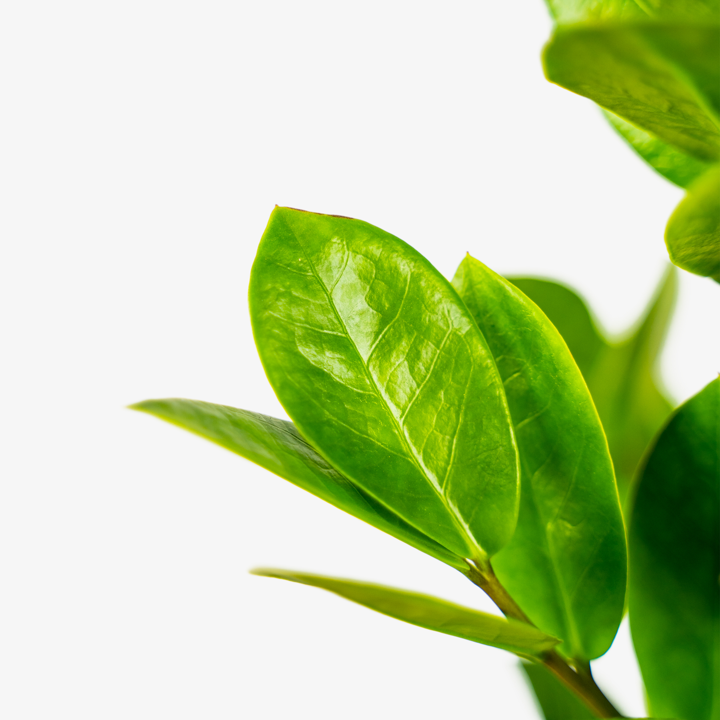 ZZ Plant For Sale Online The Tree Center