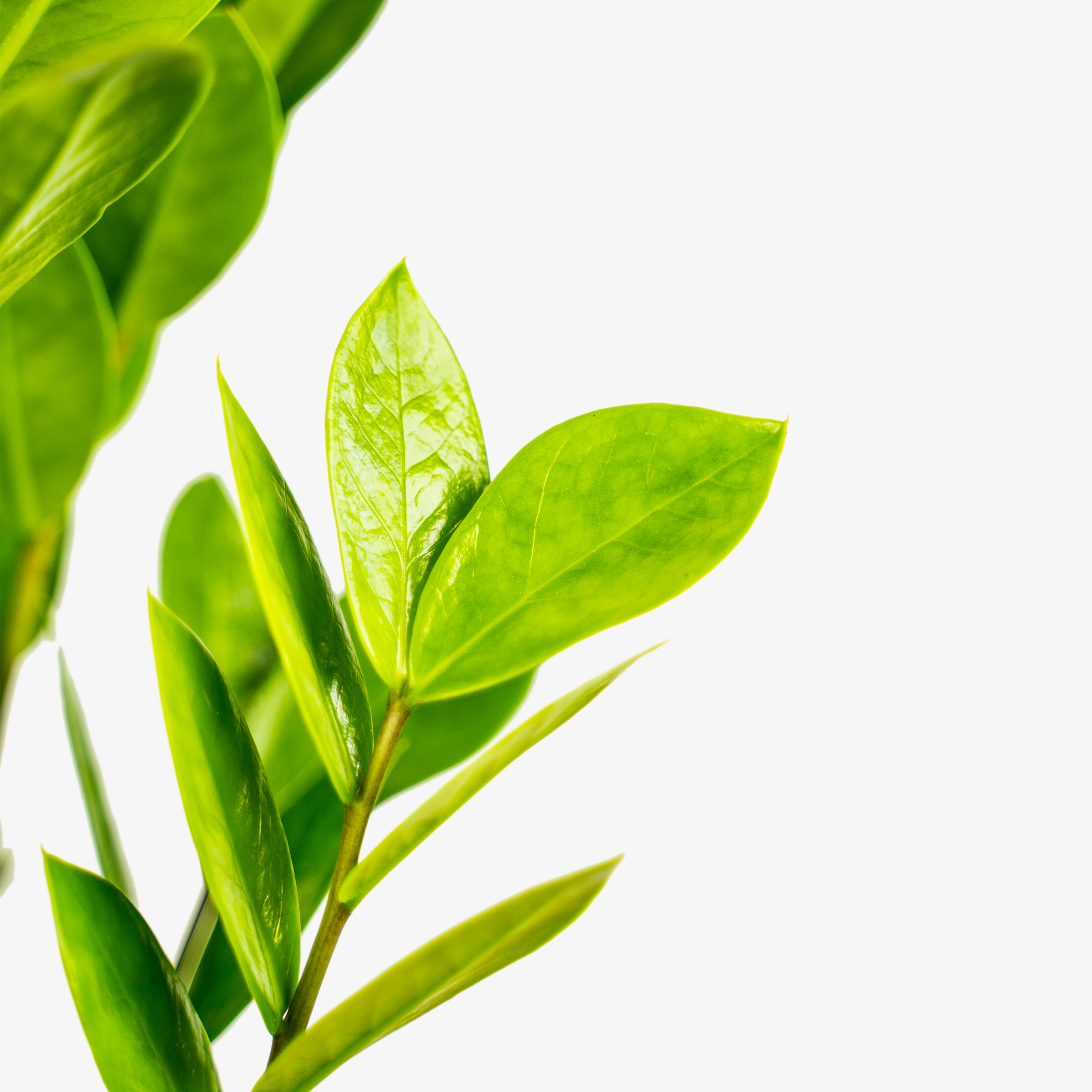 ZZ Plant For Sale Online The Tree Center