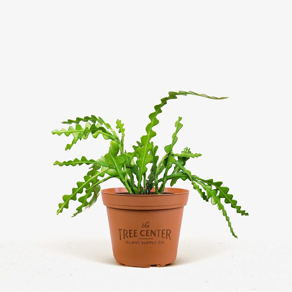 Zig-Zag Cactus For Sale Online | The Tree Center