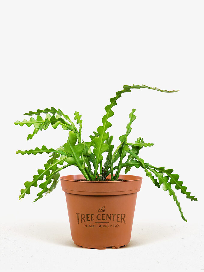 Buy Indoor Plants Buy Houseplants with Free Shipping The Tree Center