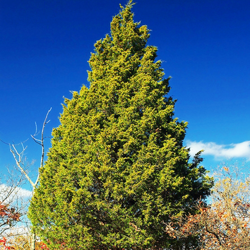 Eastern Red Cedar For Sale Online The Tree Center