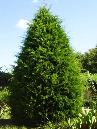 Eastern Red Cedar