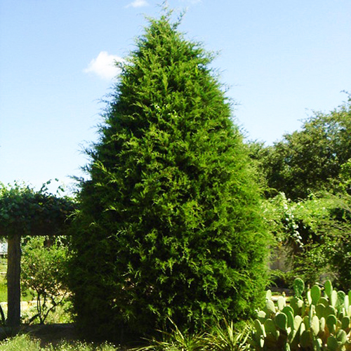 Eastern Red Cedar For Sale Online The Tree Center