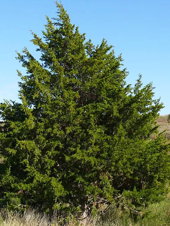 Eastern Red Cedar