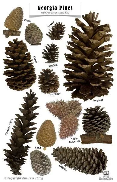 types of pine cones