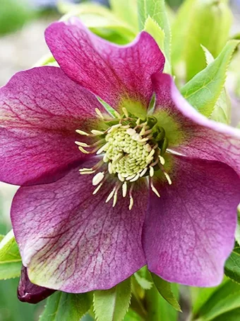 Lenten Rose