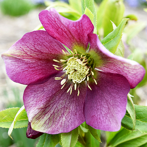 Lenten RoseFor Sale Online The Tree Center