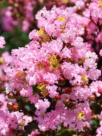 Rhapsody In Pink® Crape Myrtle