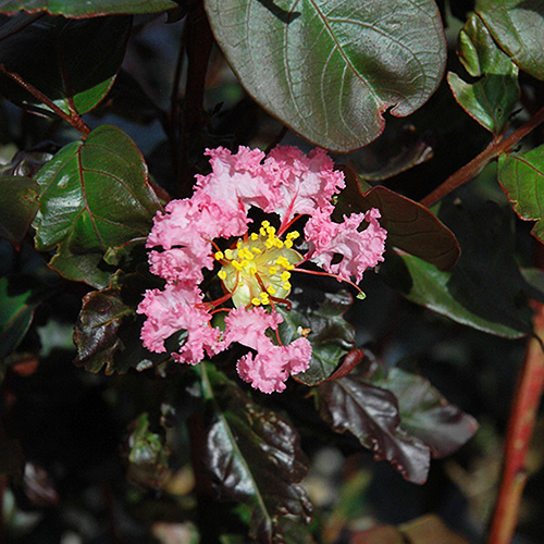 Rhapsody In Pink® Crape Myrtle Tree For Sale Online The Tree Center