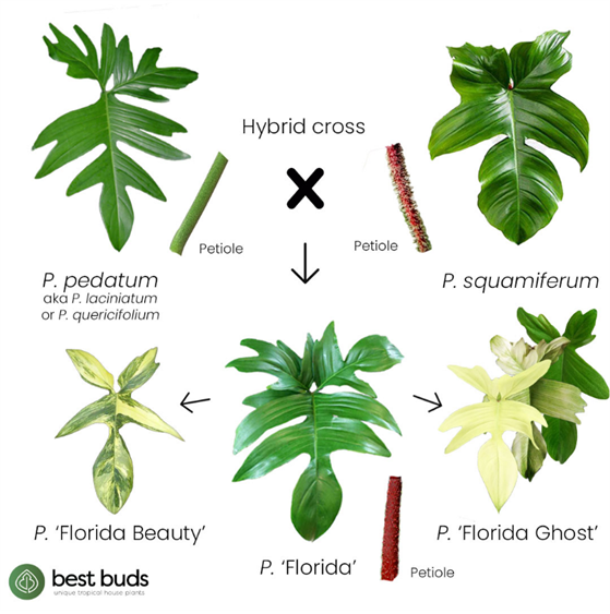 All About Hybrid Philodendrons The Tree Center 