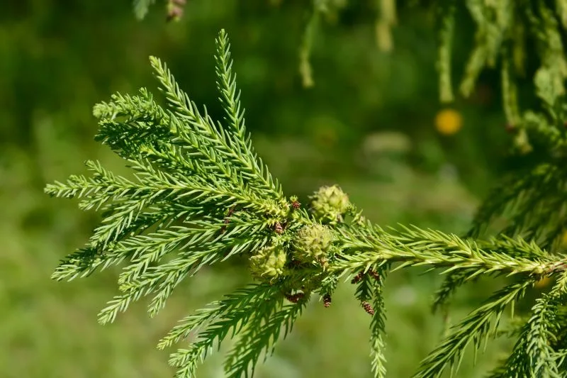 Everything you need to know about Japanese Cedar – Cryptomeria