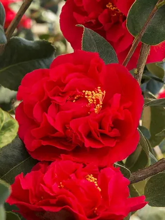 Watering Camellias