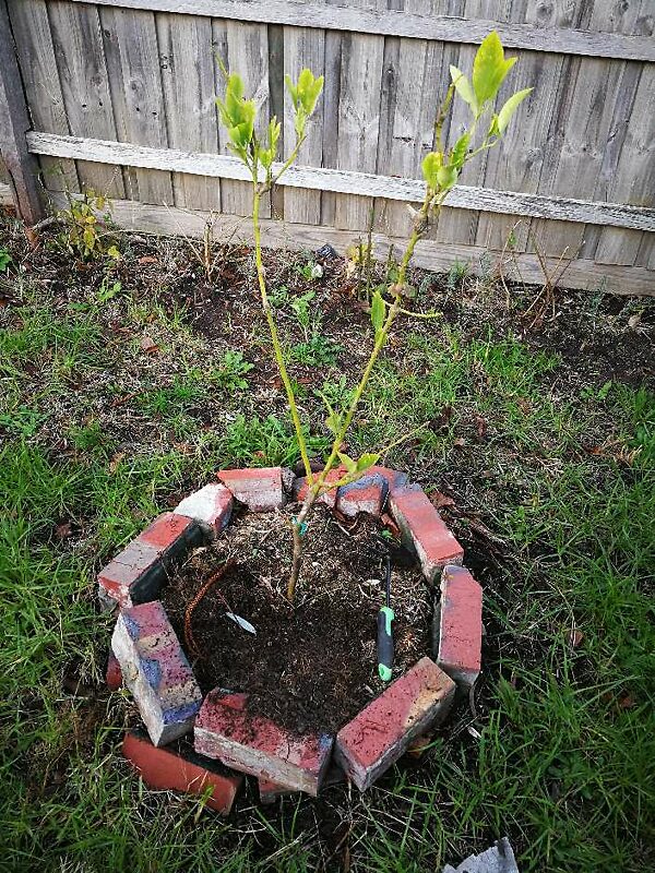 my new garden won't grow; plants not growing; garden looking bad