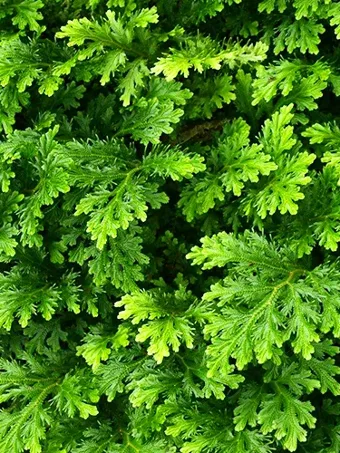 Arborvitae Fern