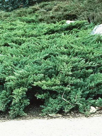 Parson's Juniper