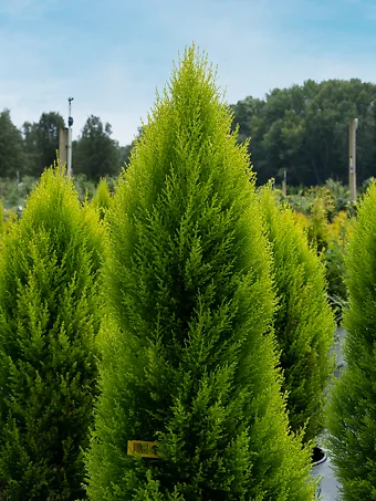 Wilma Goldcrest Lemon Cypress