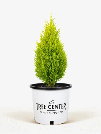 Wilma Goldcrest Lemon Cypress