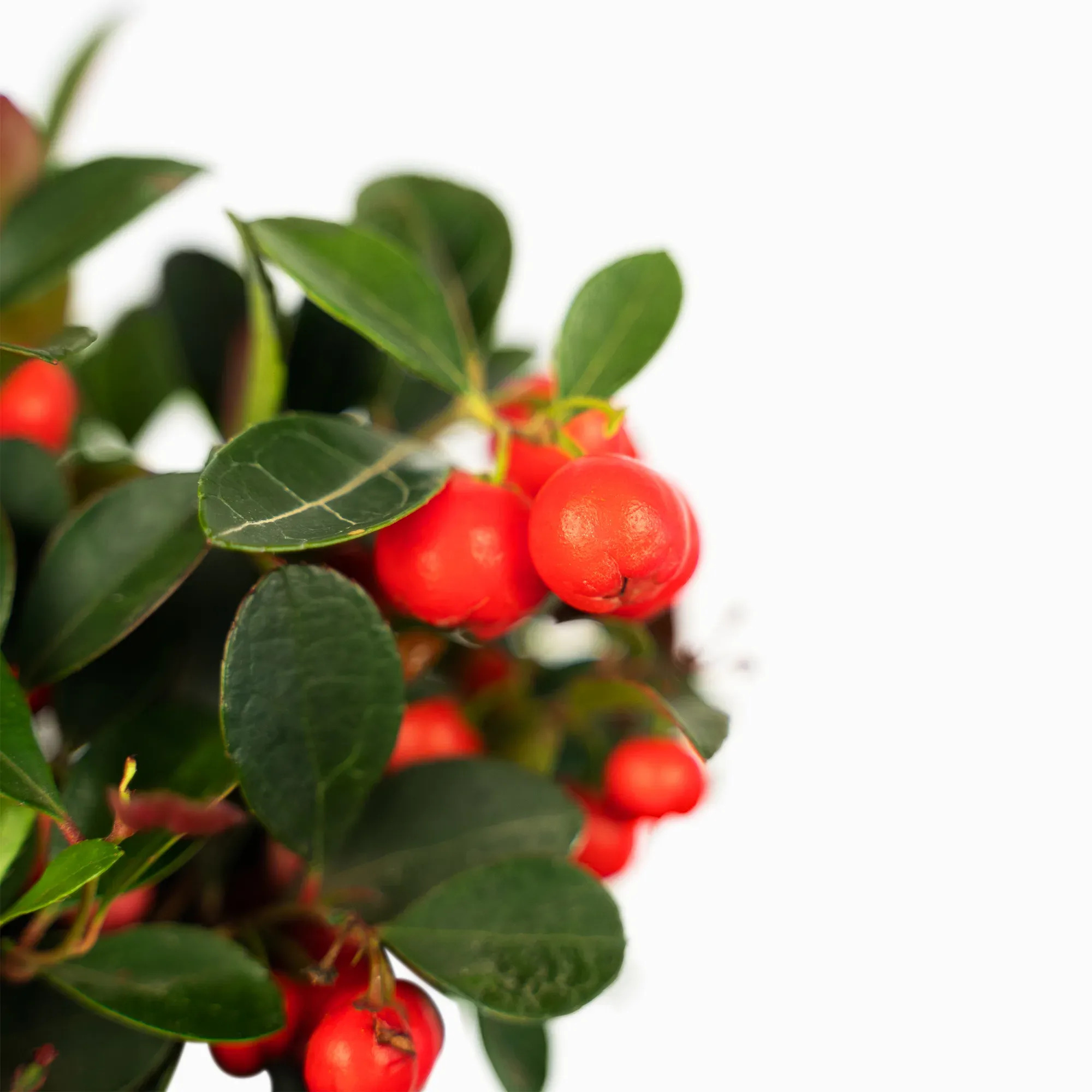 American Wintergreen For Sale Online | The Tree Center