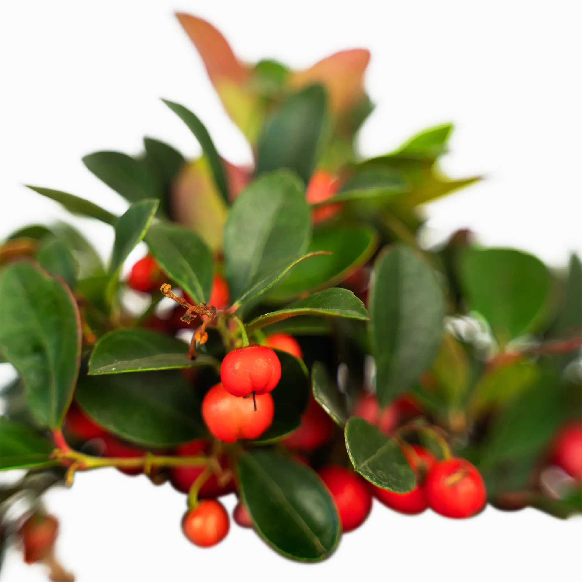 American Wintergreen For Sale Online | The Tree Center