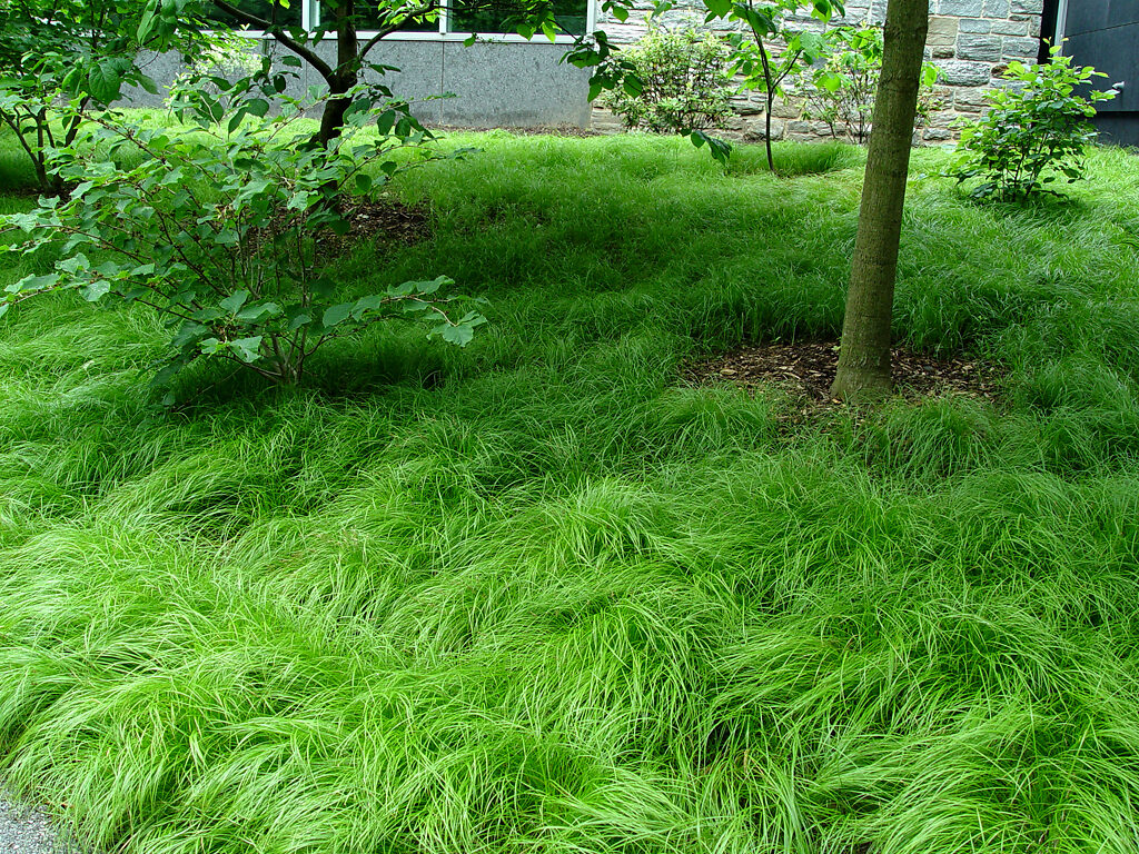 growing sedges; choosing sedges for garden