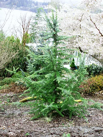Electra Blue Deodar Cedar