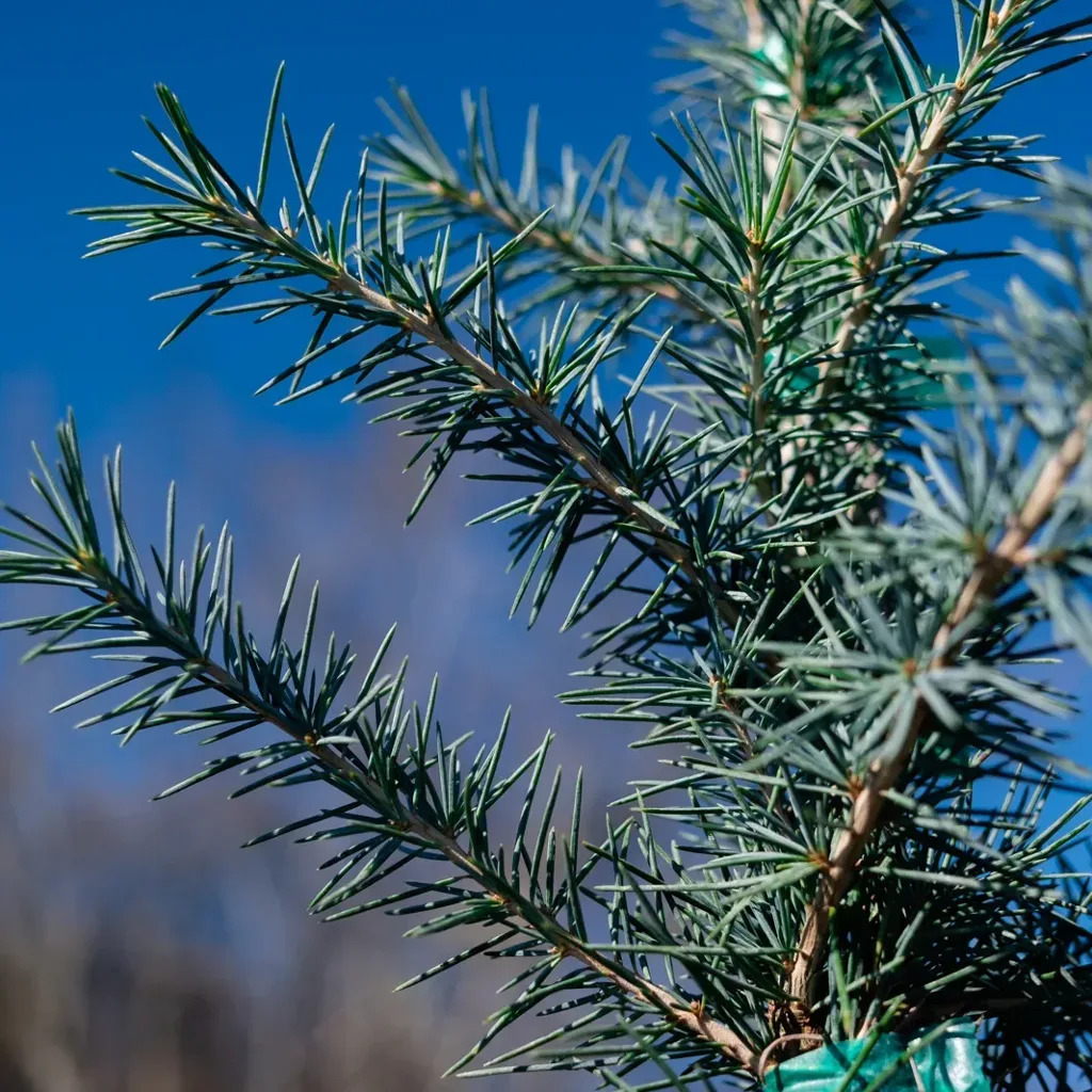 Electra Blue Deodar Cedar Trees For Sale | The Tree Center