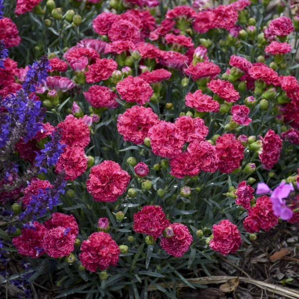 Pink Ruffles - Whetman Garden Plants and Pinks