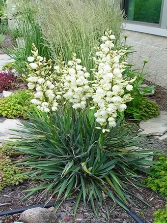 Adams Needle Yucca