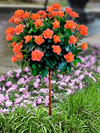 Amber Sunblaze® Miniature Rose - Tree Form