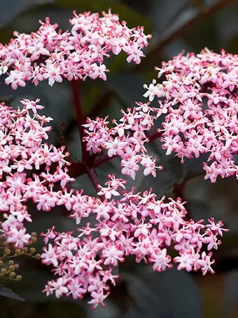 Black Beauty Elderberry