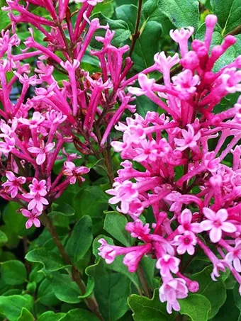 Bloomerang Dwarf Pink Lilac