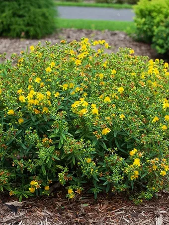 Blues Festival® St. Johnswort