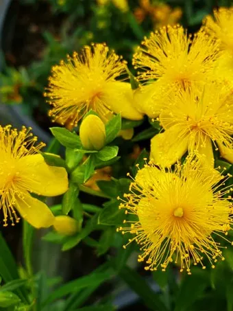 Cobalt-N-Gold™ St. Johnswort