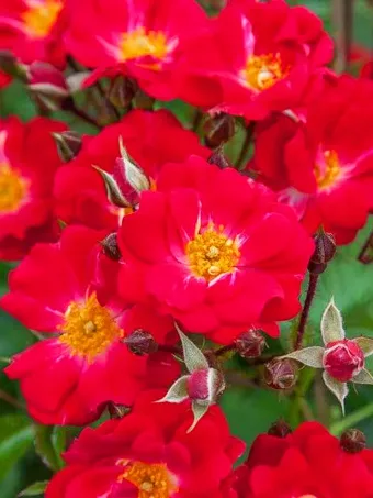 Crimson Meidiland® Rose