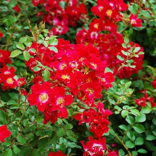 Crimson Meidiland® Rose For Sale Online | The Tree Center