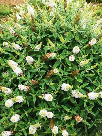 Dapper® White Butterfly Bush