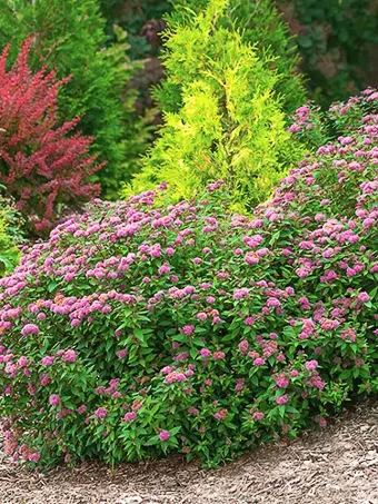 Double Play™ Artisan Spirea