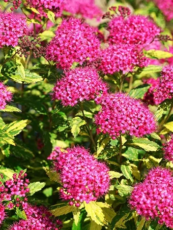 Double Play™ Painted Lady Spirea