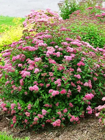 Double Play™ Pink Spirea