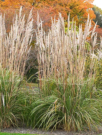 Hardy Pampas Grass