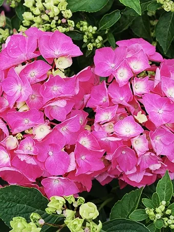 Pia Hydrangea