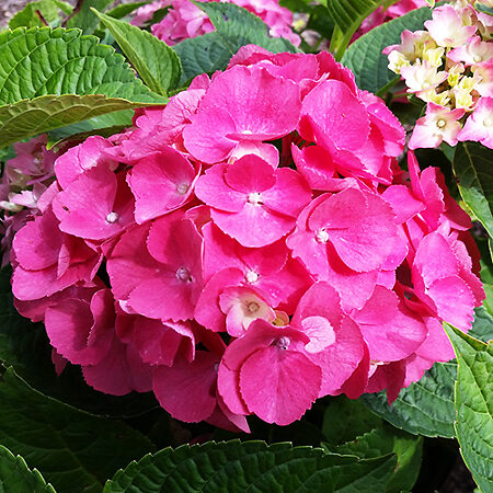 Hydrangea Pia Pia Hydrangea For Sale Online | The Tree Center