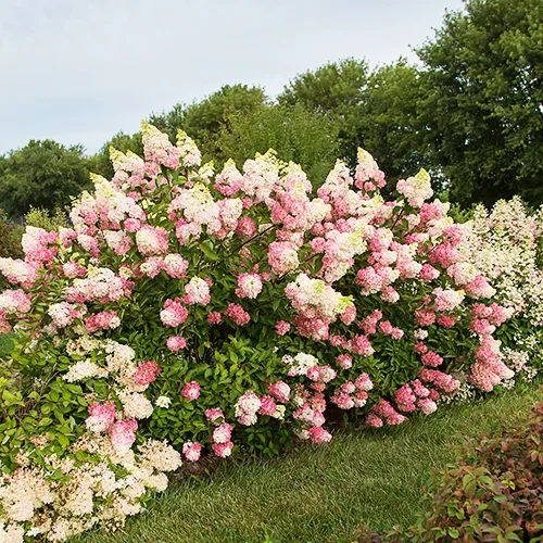 Image of Berry white hydrangea bush